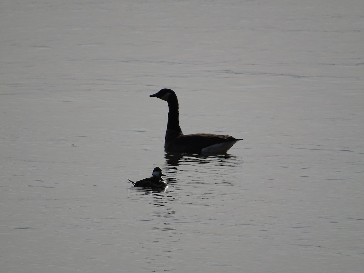 Ruddy Duck - ML190951061