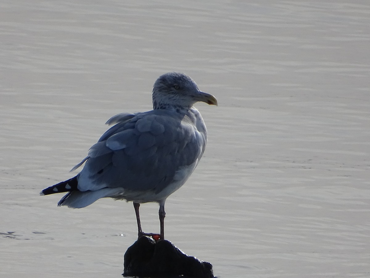 American Herring Gull - ML190951211