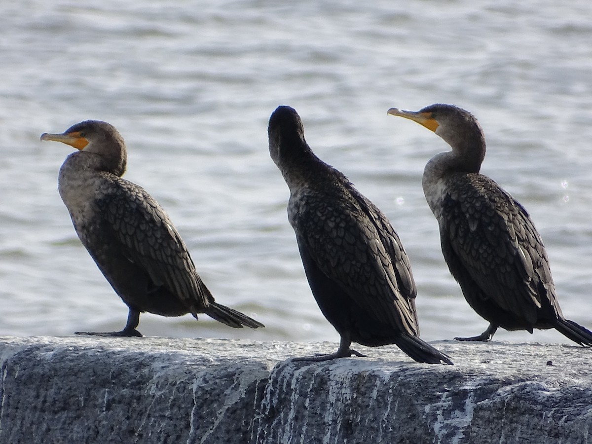 Double-crested Cormorant - ML190951291