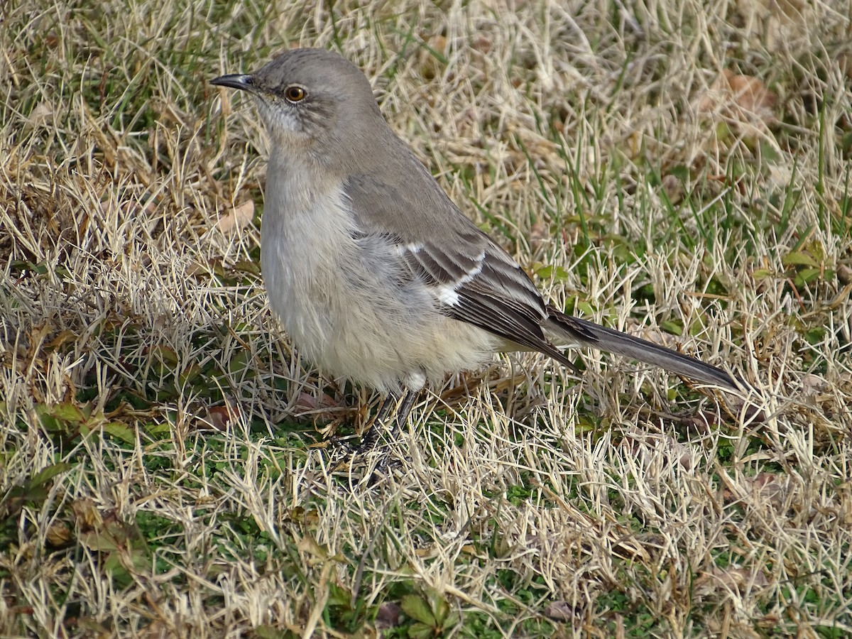 Northern Mockingbird - ML190951391
