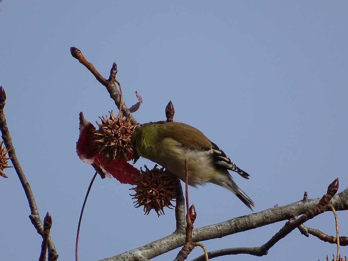 American Goldfinch - ML190951411