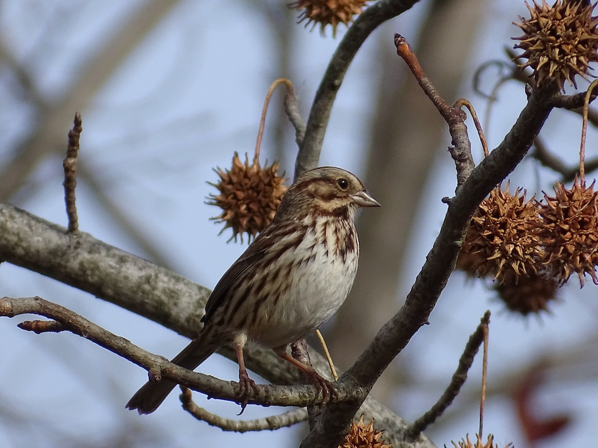 Song Sparrow - ML190951561