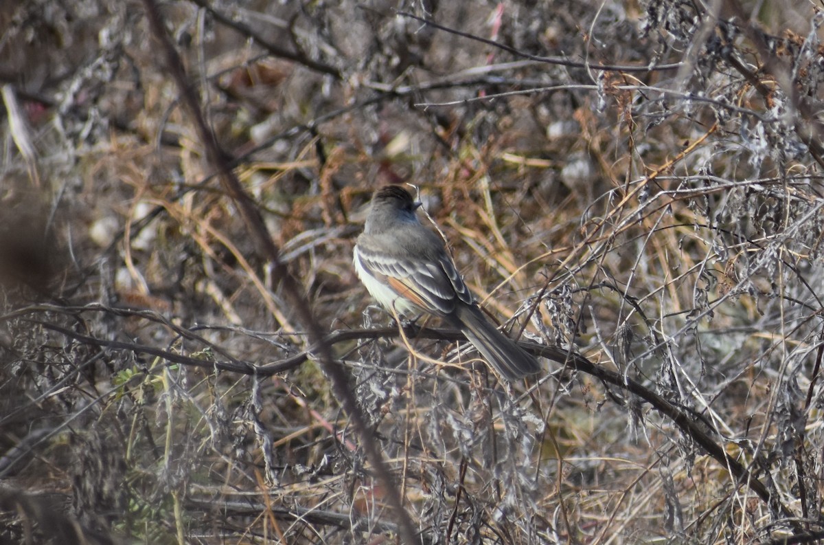 Ash-throated Flycatcher - ML190951911