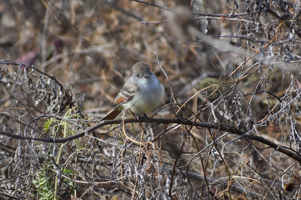 Ash-throated Flycatcher - Brian Byrnes