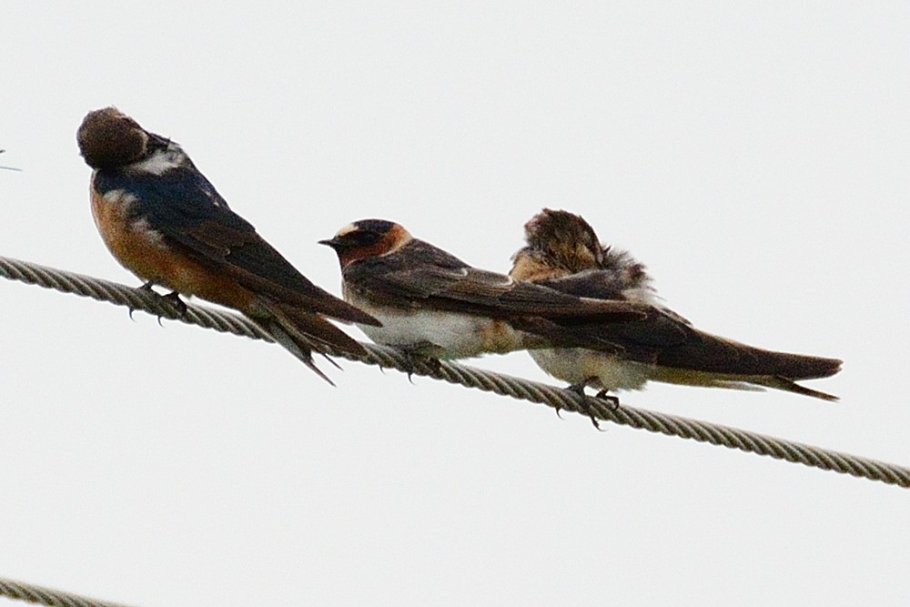 Cliff Swallow - ML190951981