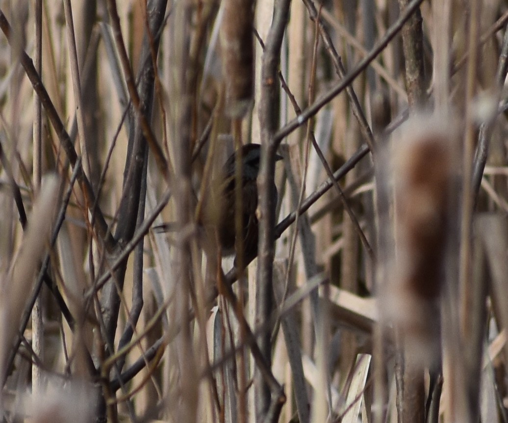 Swamp Sparrow - ML190951991