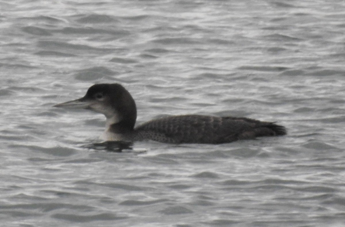 Common Loon - Erik Bergman