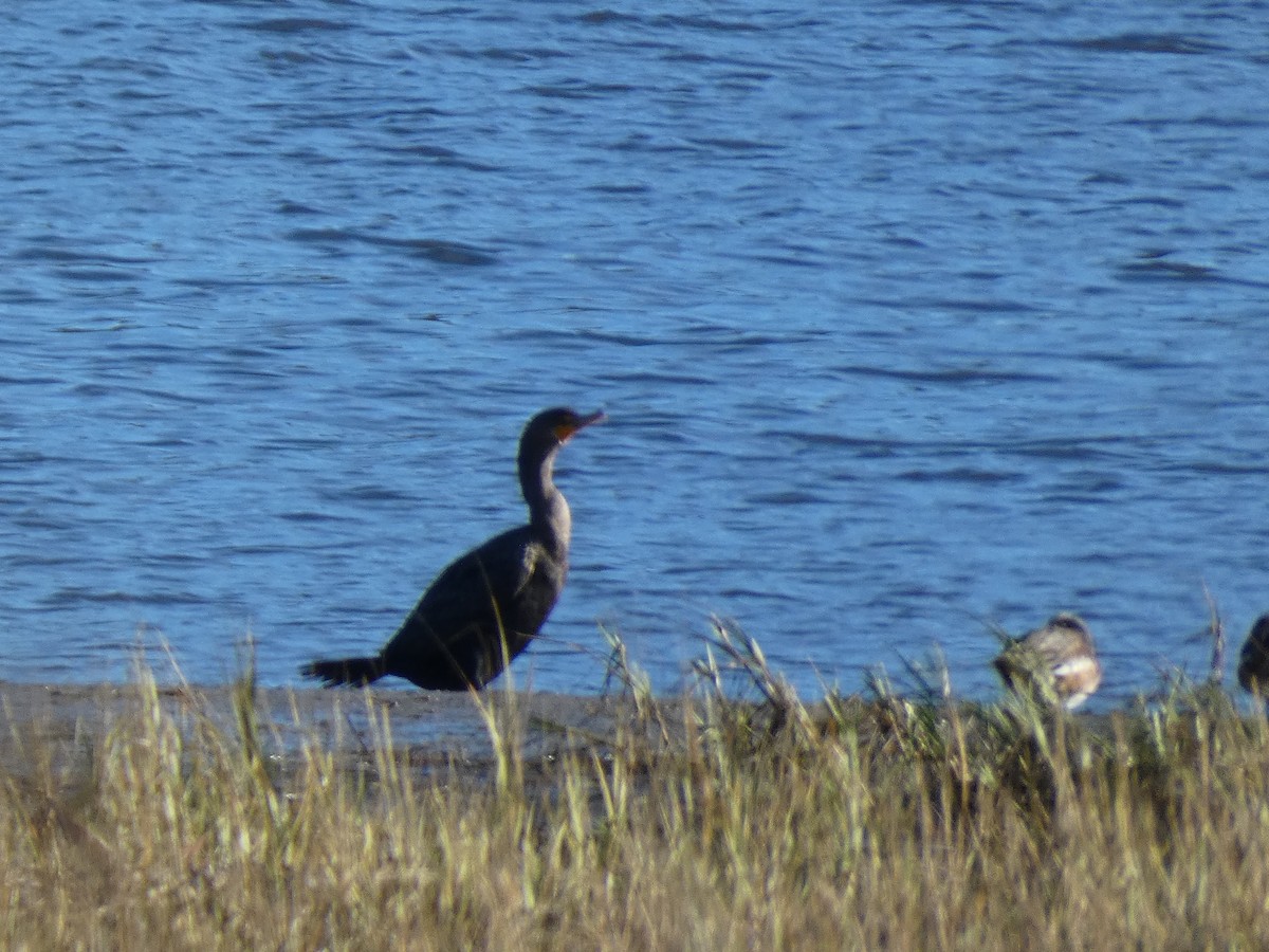 Cormoran à aigrettes - ML190953511