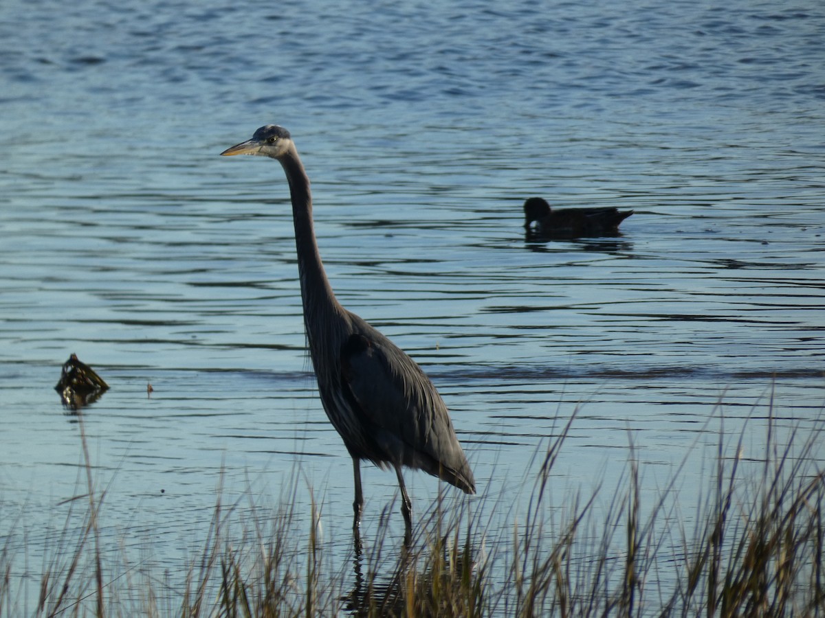 Great Blue Heron - ML190953531