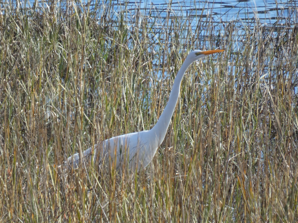 Great Egret - ML190953561