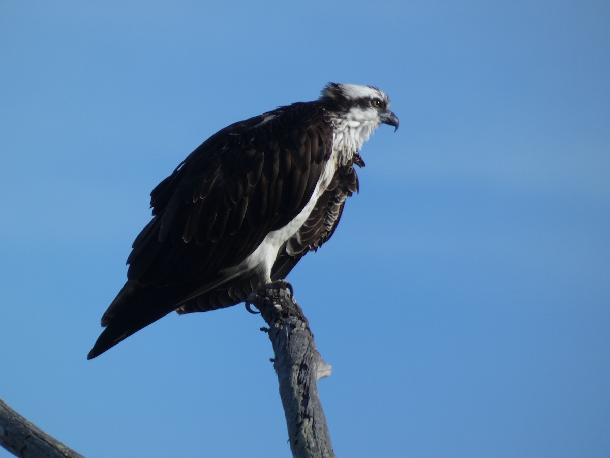 Osprey - ML190953621