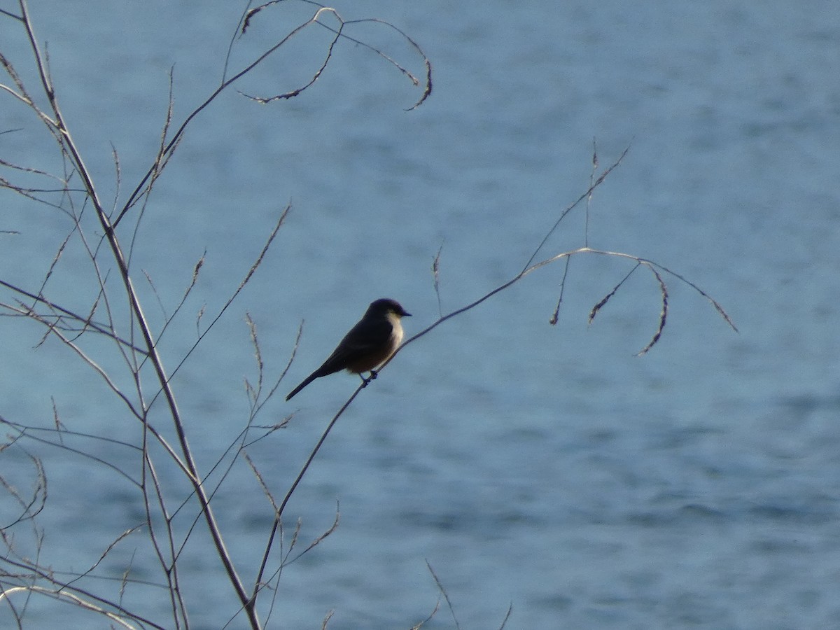 Say's Phoebe - ML190953791