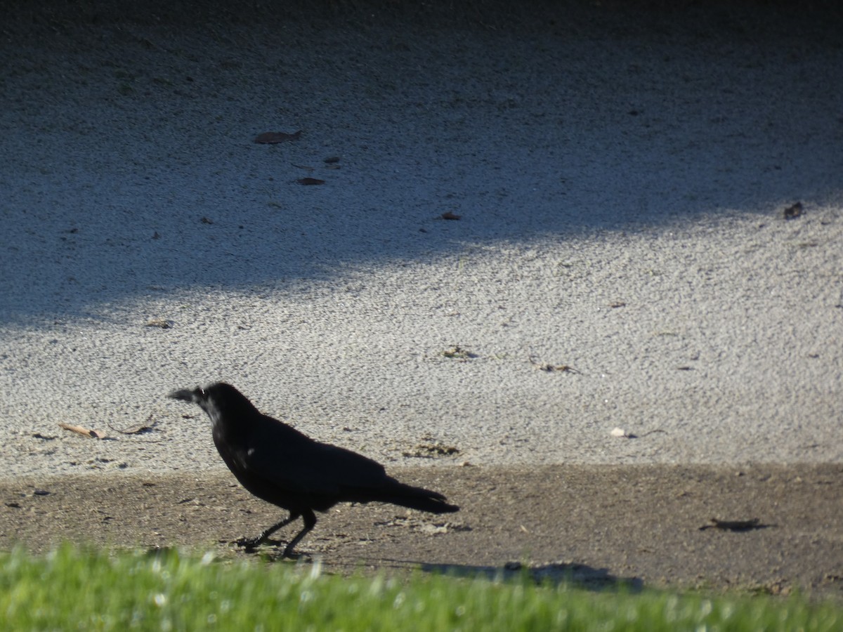 American Crow - ML190953871