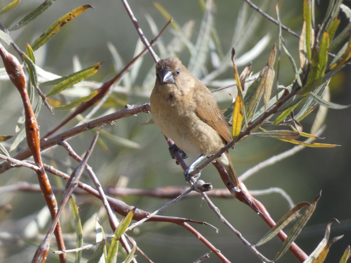 Scaly-breasted Munia - ML190953971