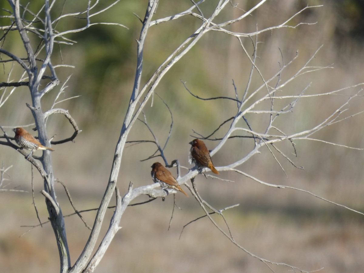 Scaly-breasted Munia - ML190954011