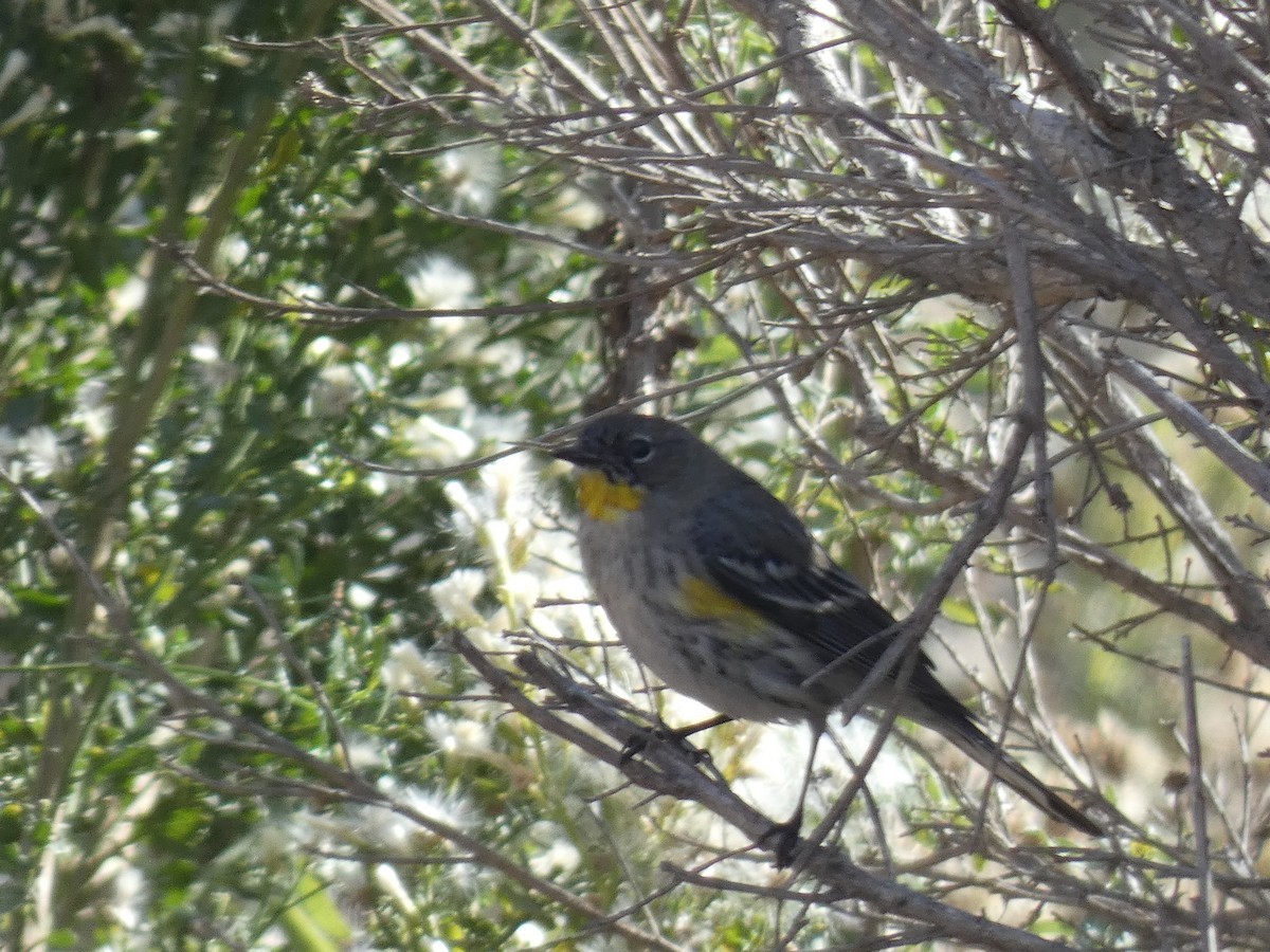 Yellow-rumped Warbler - ML190954131