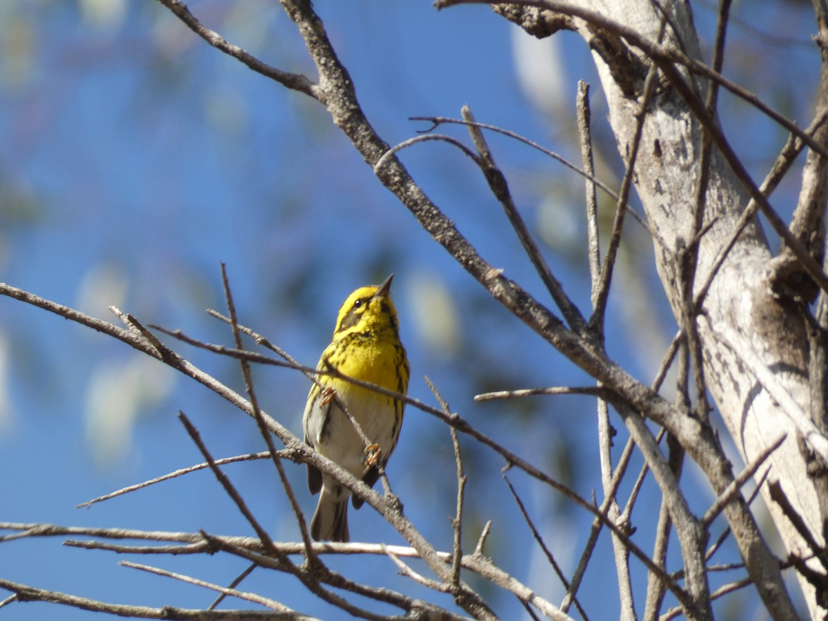 Townsend's Warbler - ML190954301