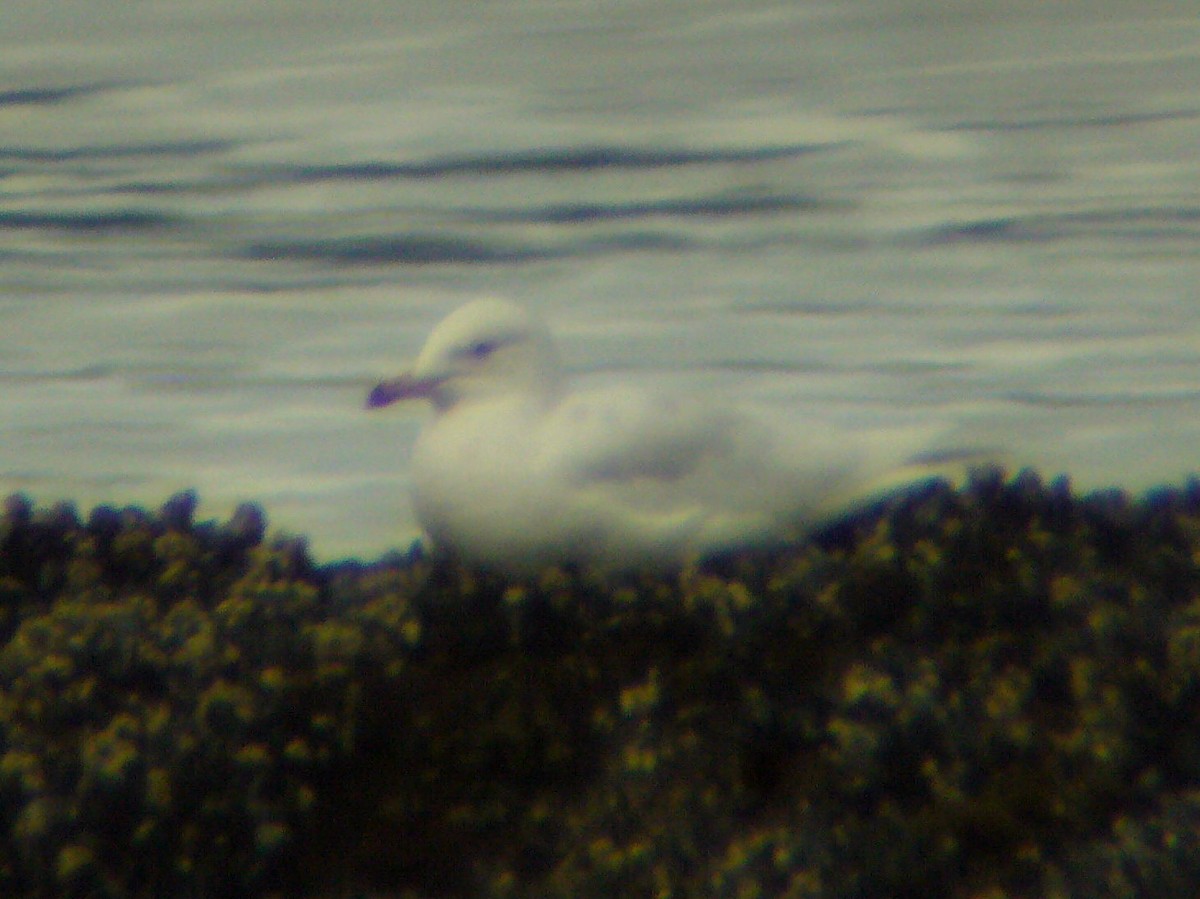 Gaviota (Larus) sp. - ML190955041