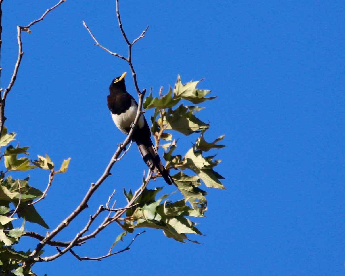 Yellow-billed Magpie - ML190955281