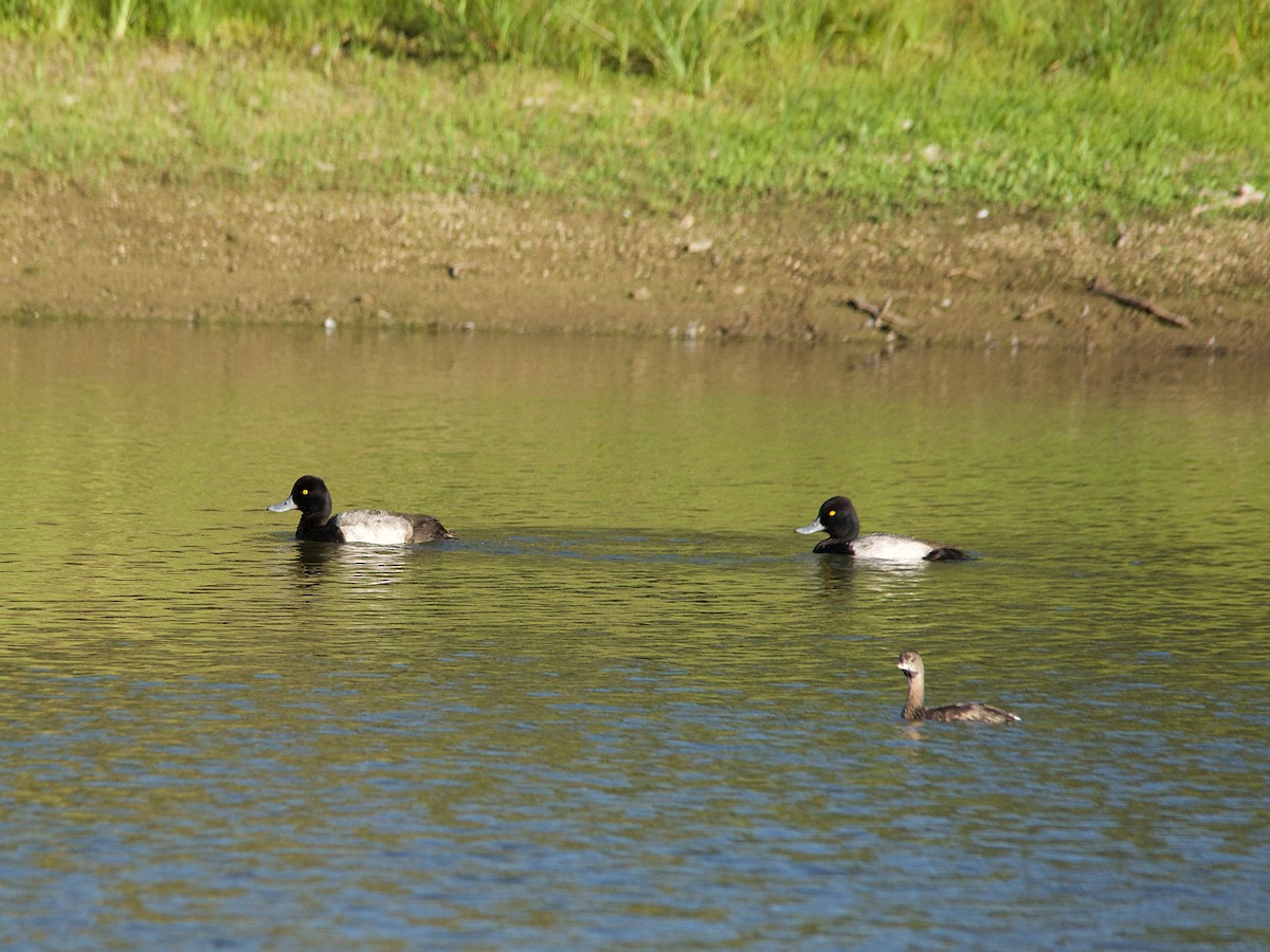 Lesser Scaup - ML190957201