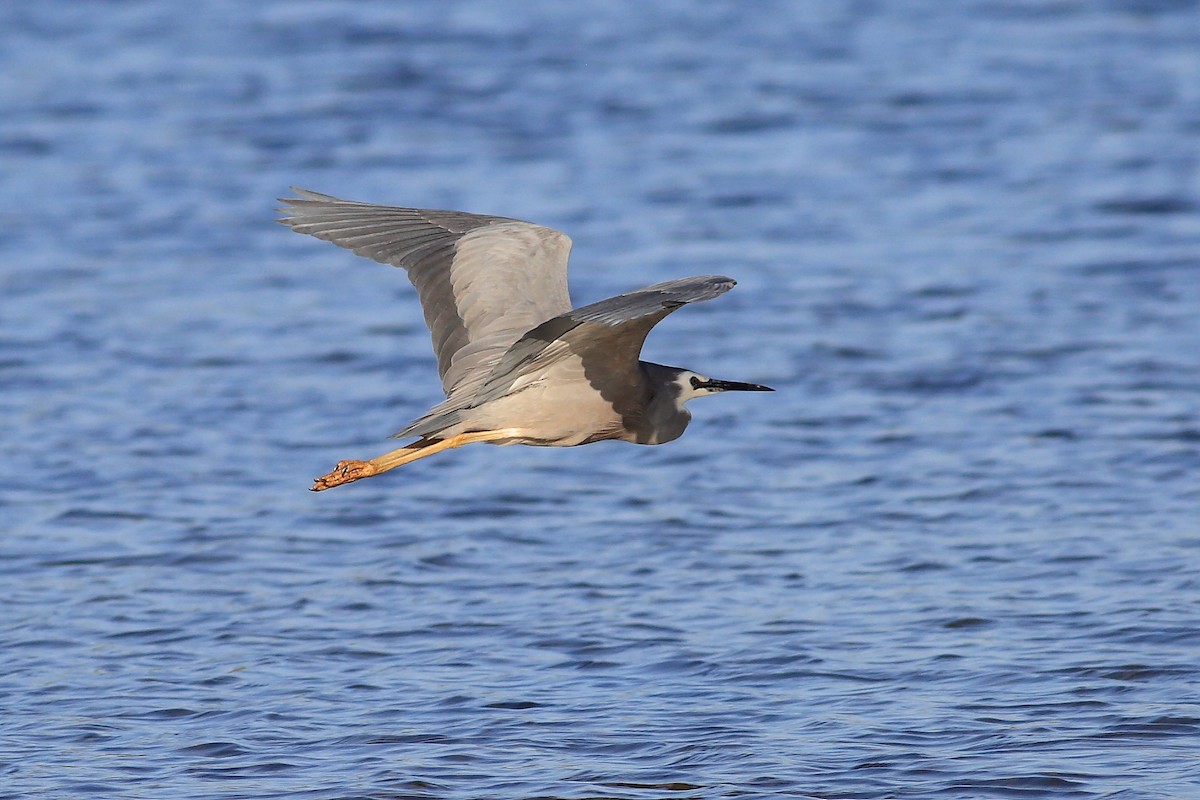 White-faced Heron - John Mercer