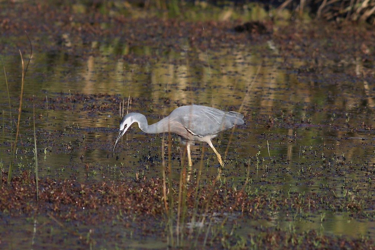 White-faced Heron - John Mercer