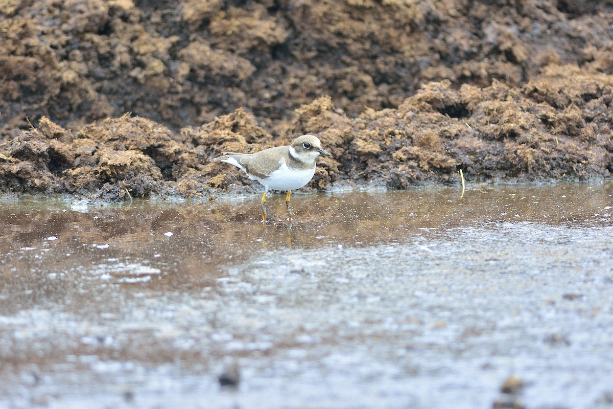 Little Ringed Plover - ML190957551