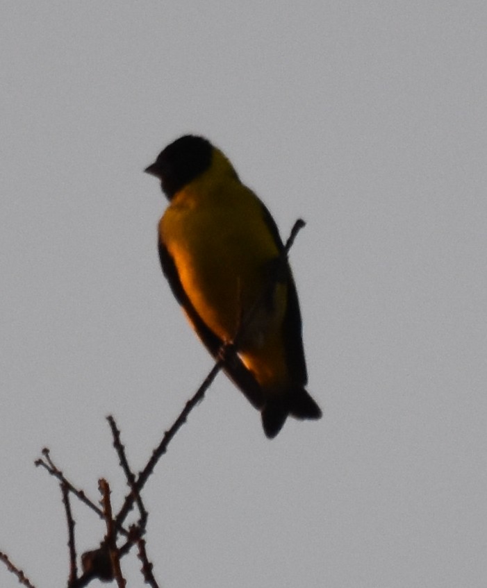 Hooded Siskin - ML190958361