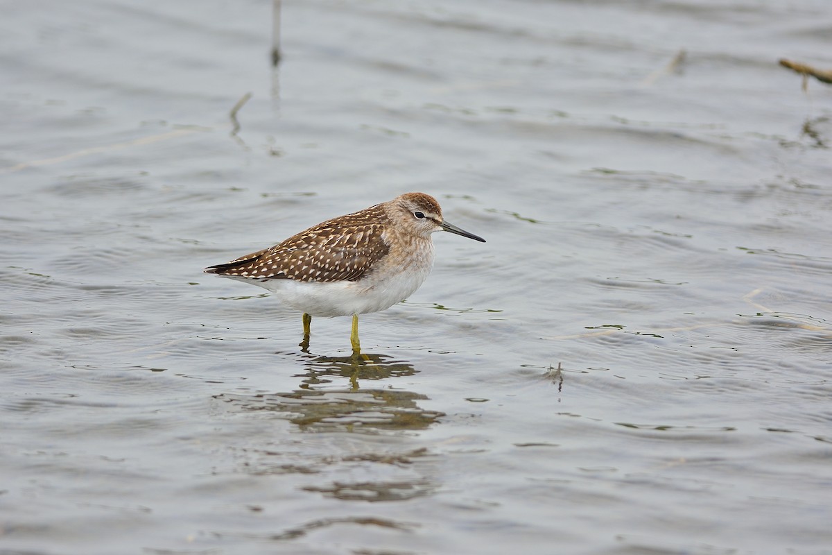 Wood Sandpiper - ML190958501