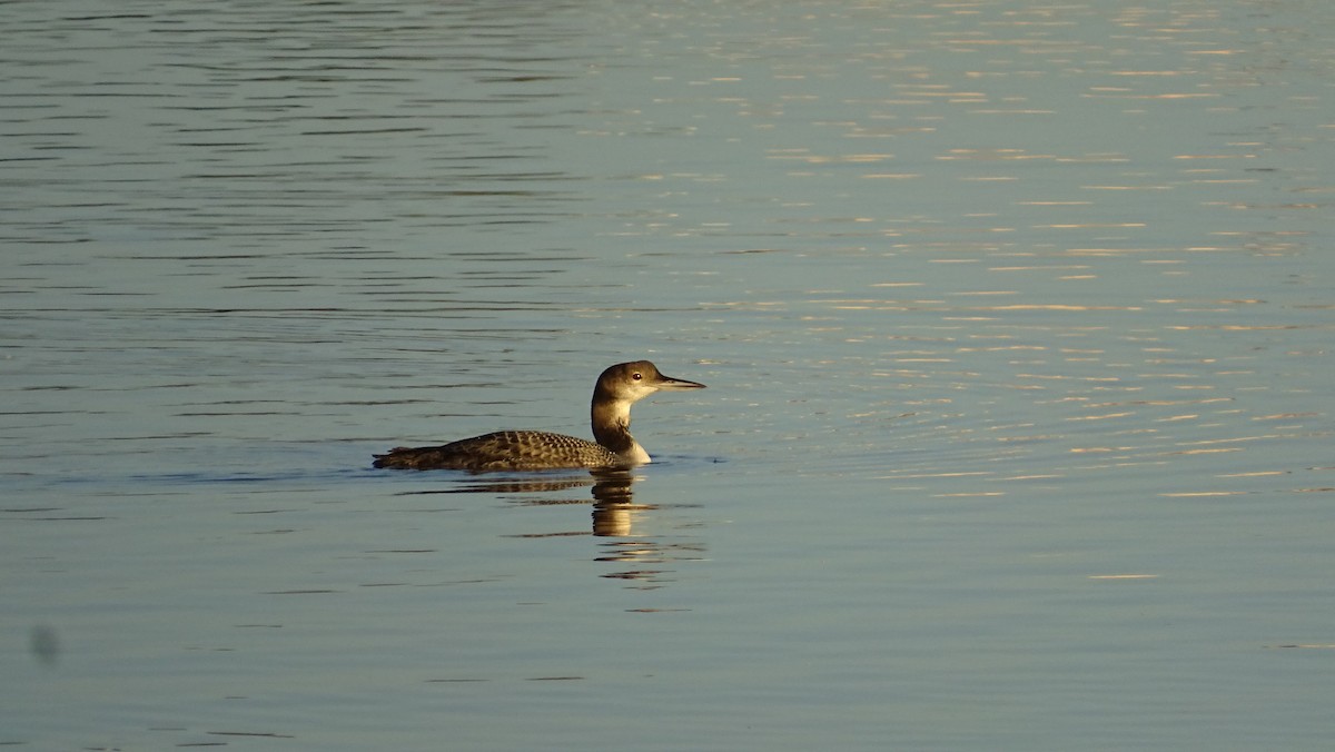 Common Loon - ML190958521