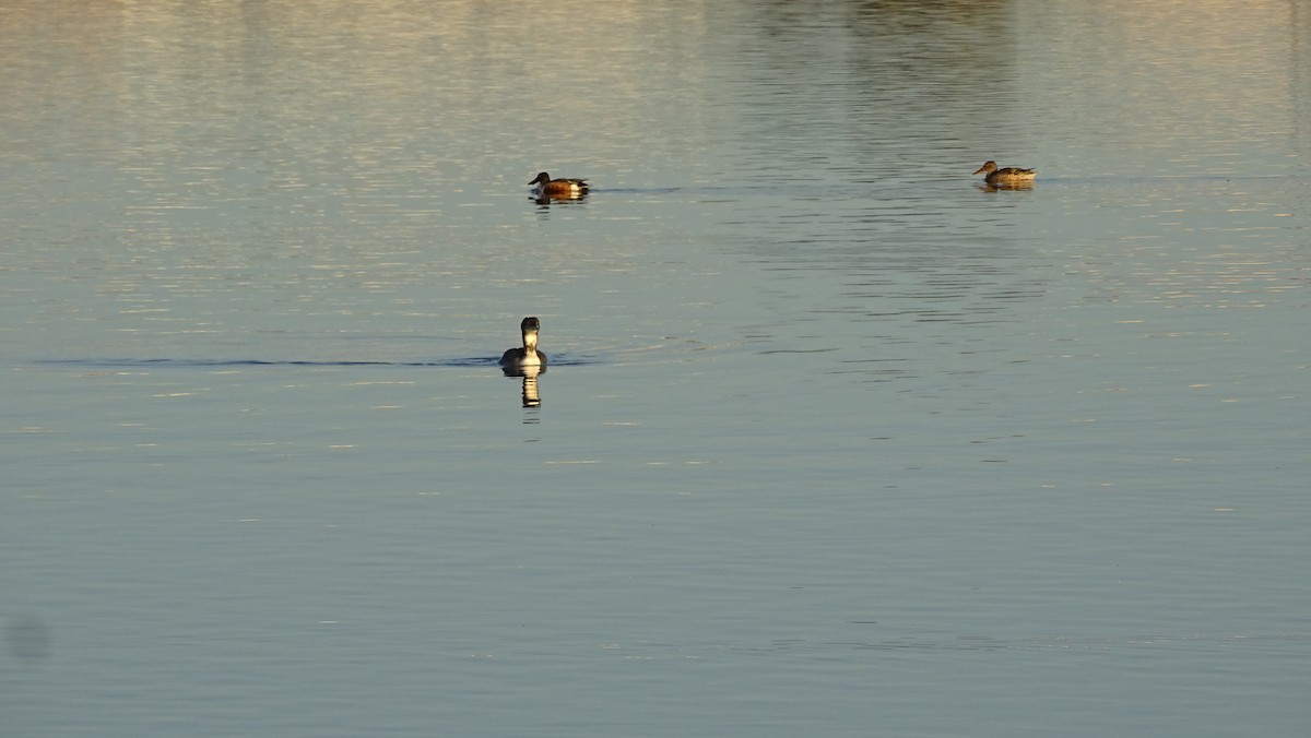 Common Loon - ML190958541