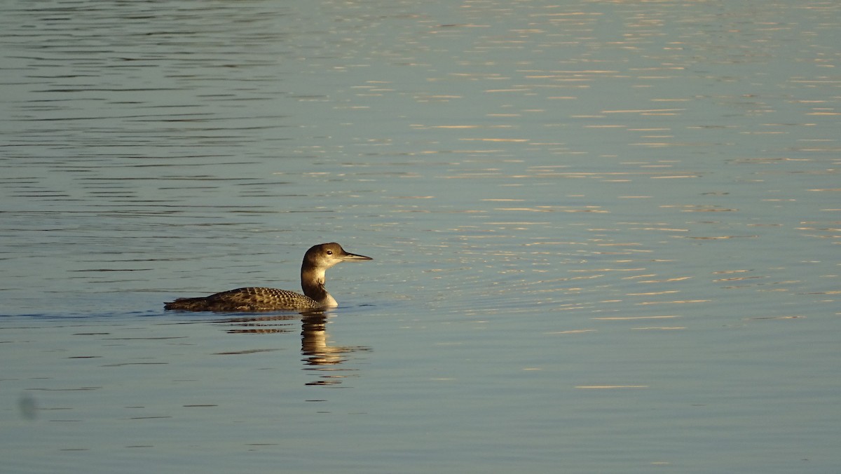 Common Loon - ML190958551