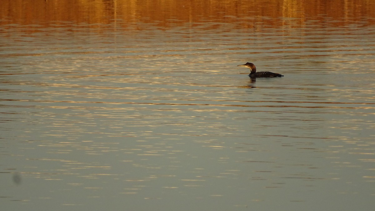 Common Loon - ML190958561
