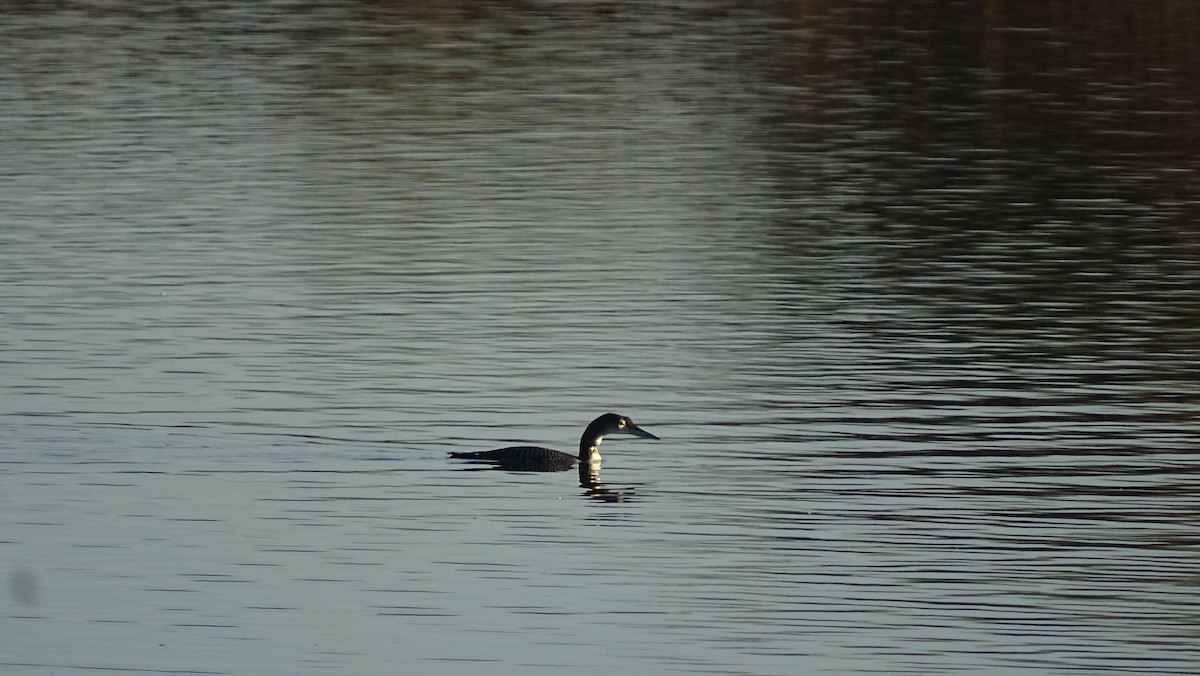 Common Loon - ML190958581