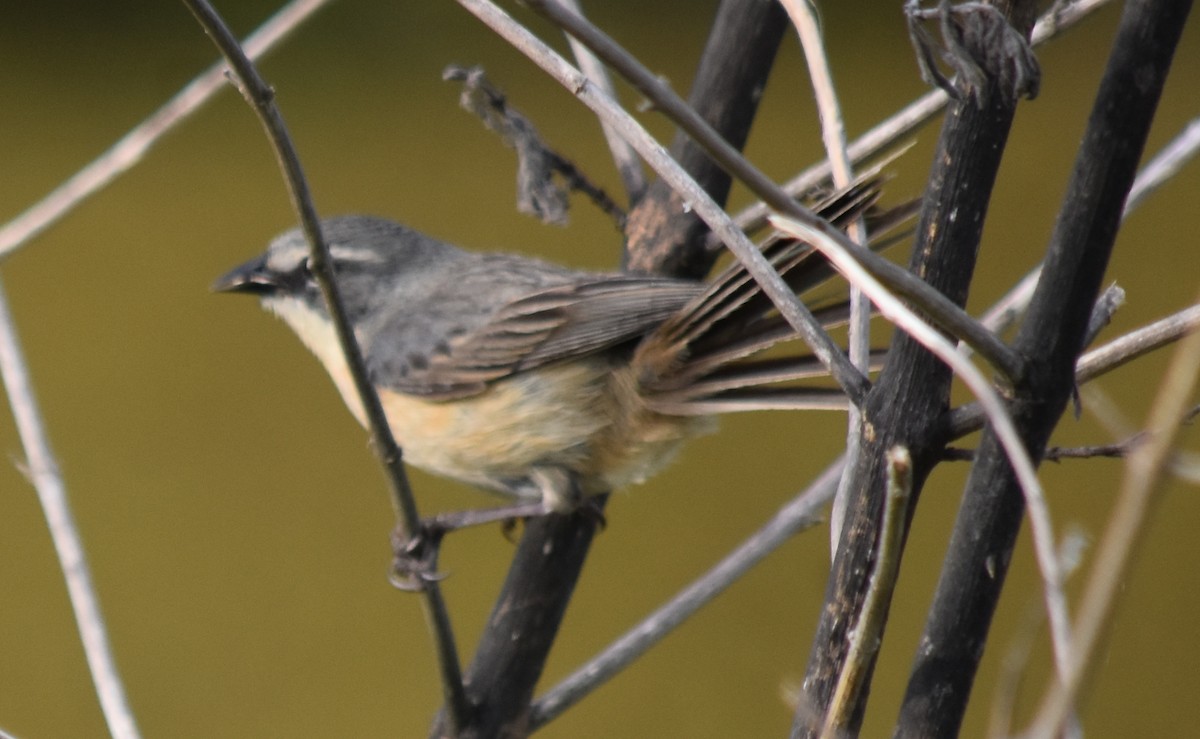 Long-tailed Reed Finch - ML190959561