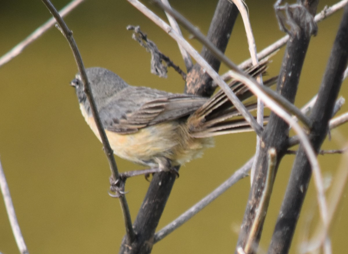 Long-tailed Reed Finch - ML190959611