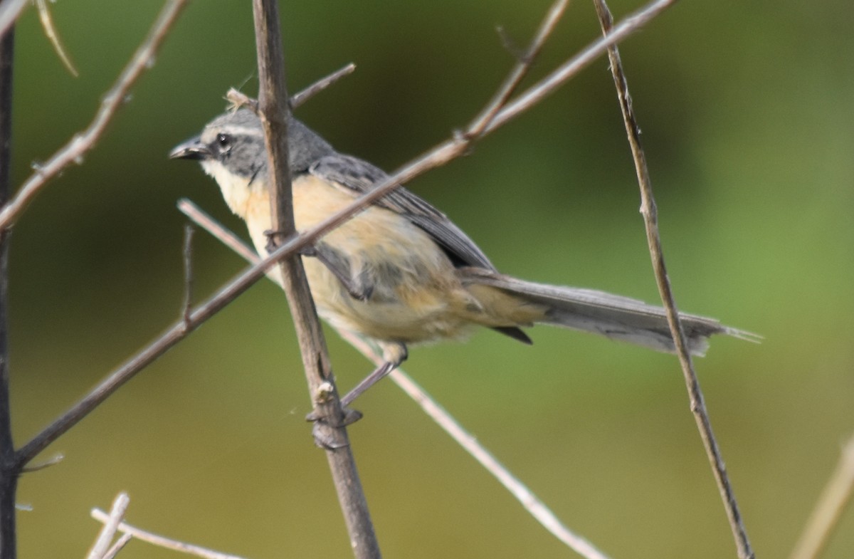 Long-tailed Reed Finch - ML190959621