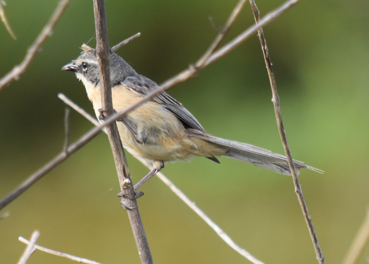 Long-tailed Reed Finch - ML190959631