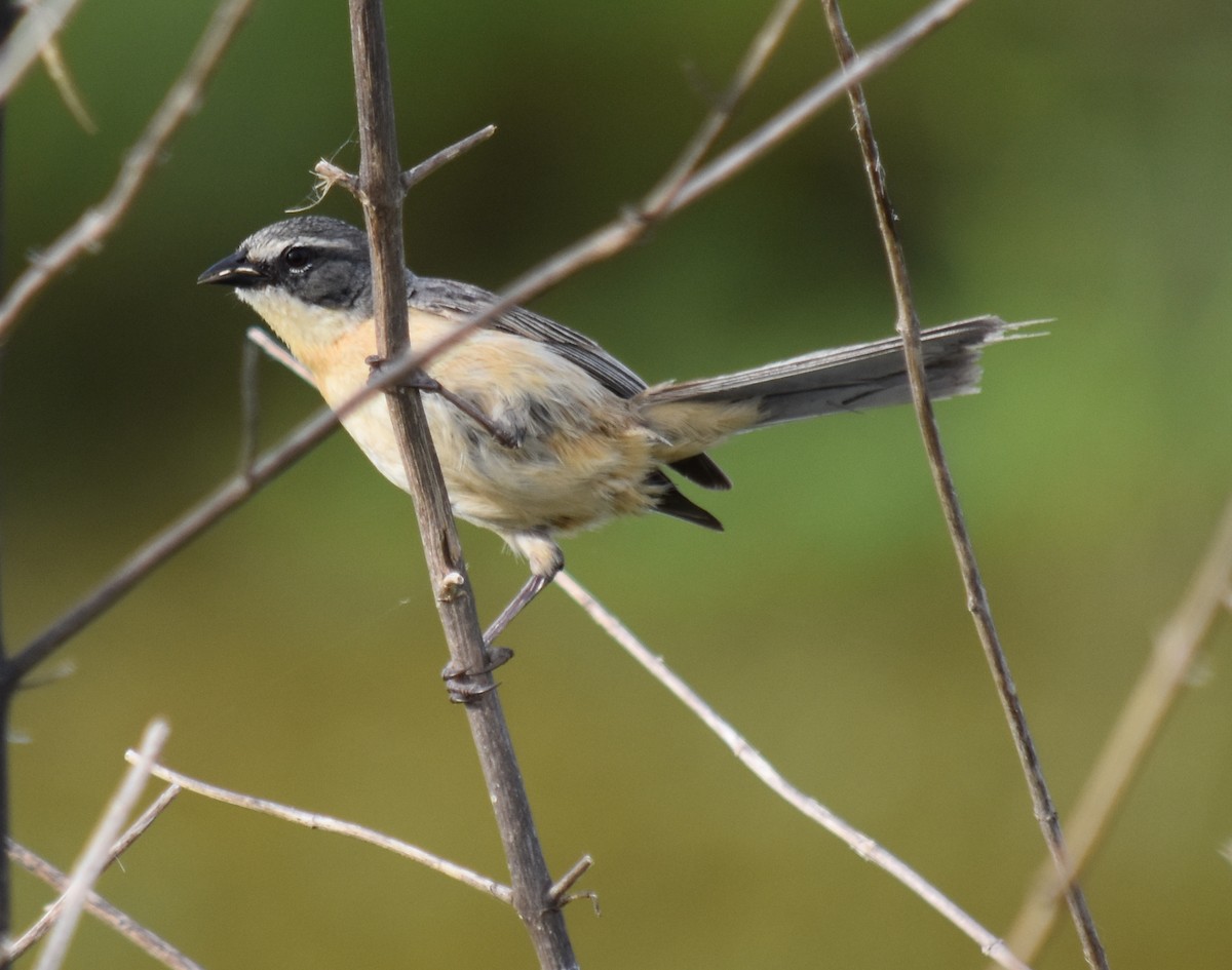 Long-tailed Reed Finch - ML190959701