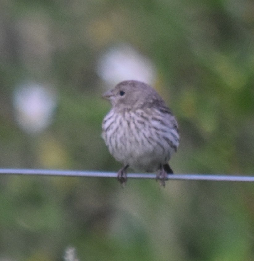 Saffron Finch - ML190959751