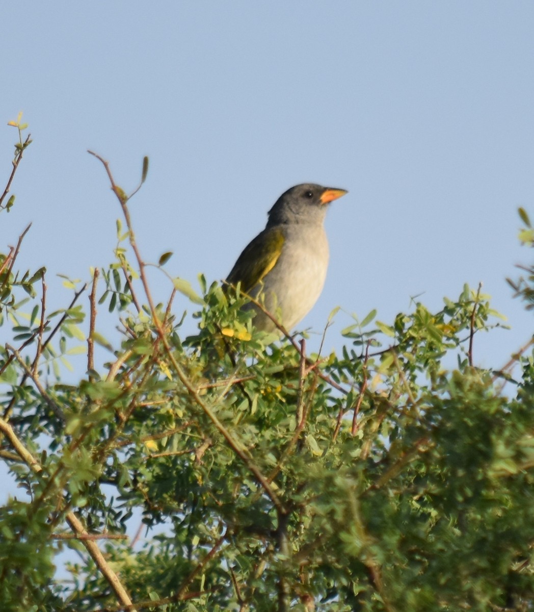 Great Pampa-Finch - ML190959941