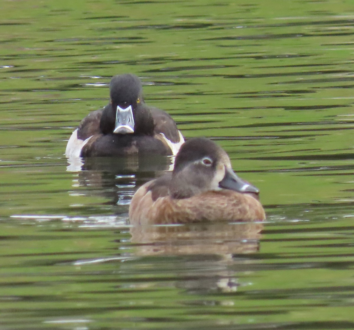 Ring-necked Duck - ML190960291