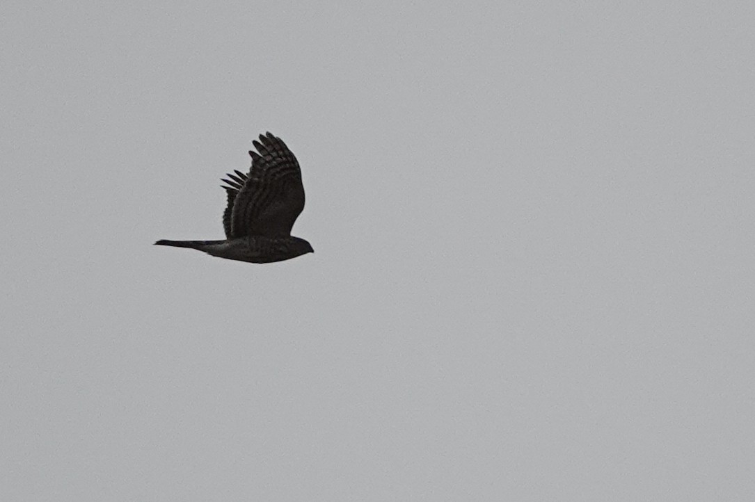 Sharp-shinned Hawk - ML190962011