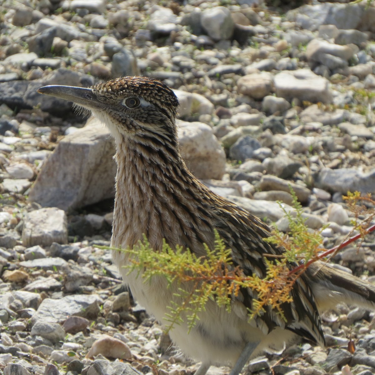 Greater Roadrunner - ML190962471