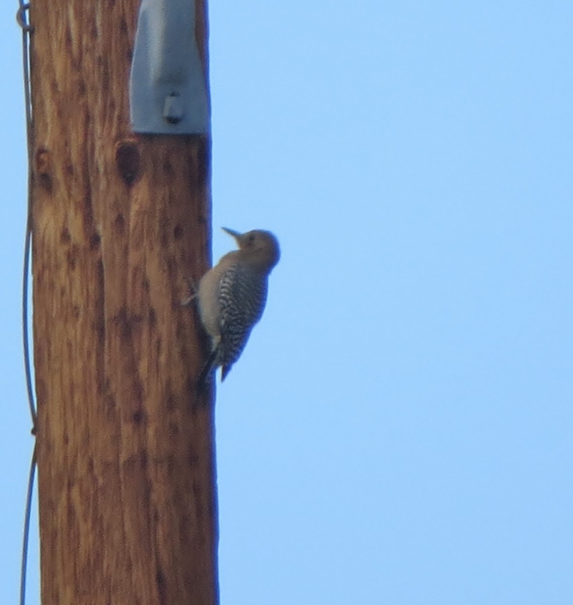 Gila Woodpecker - ML190962931