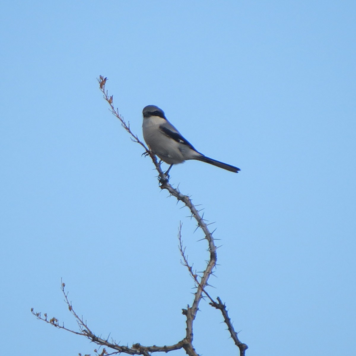 Loggerhead Shrike - ML190963111