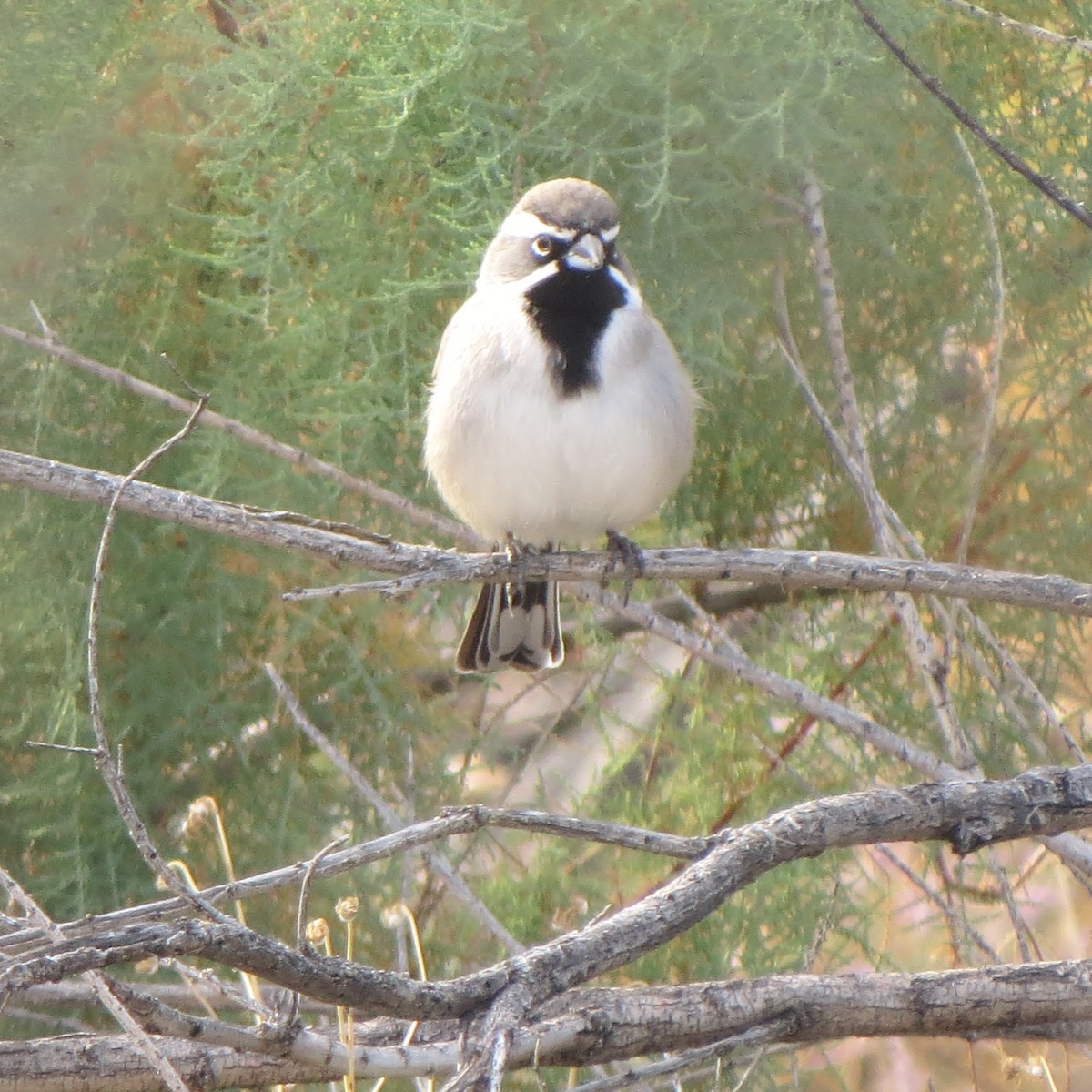 Black-throated Sparrow - ML190963571
