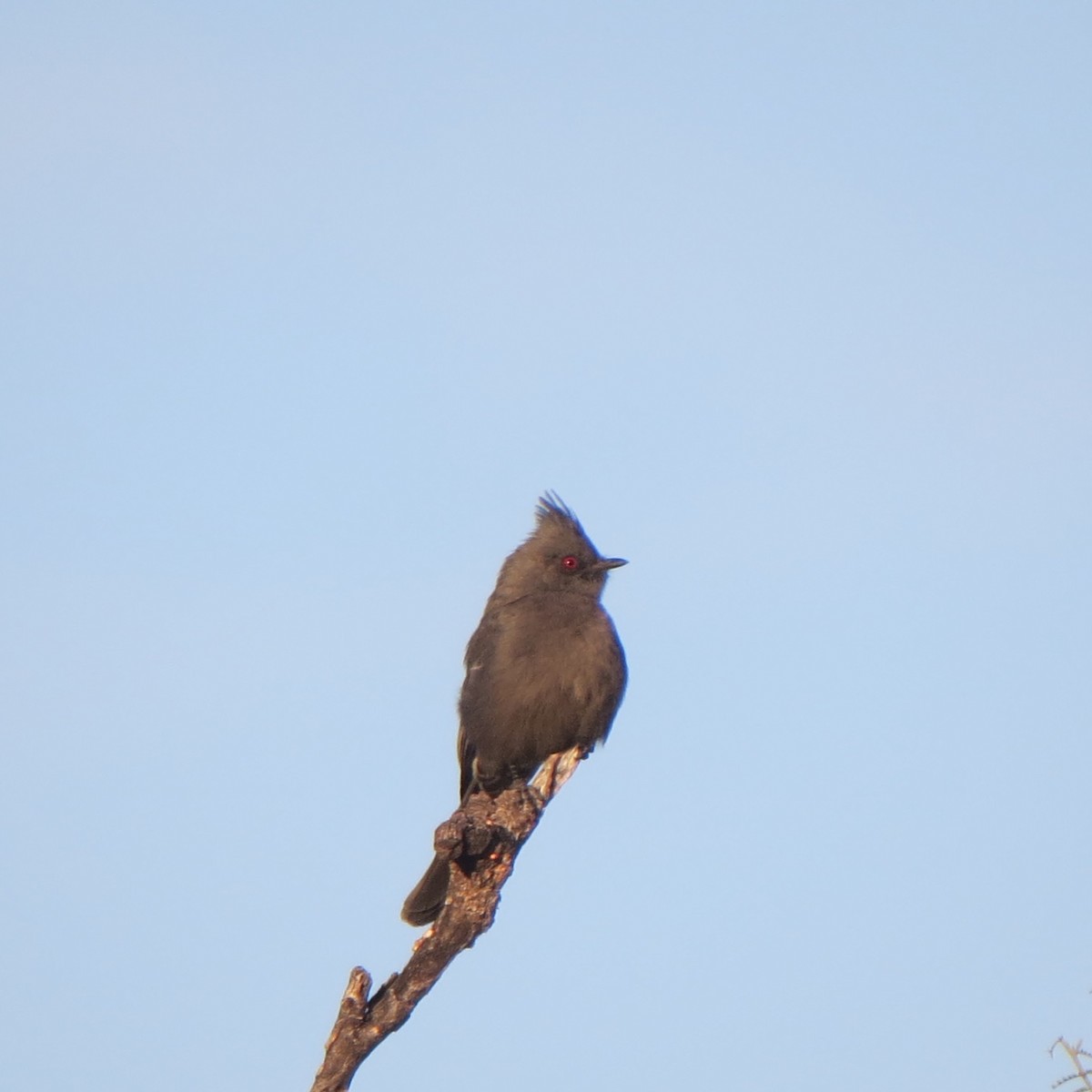 Phainopepla - ML190963891