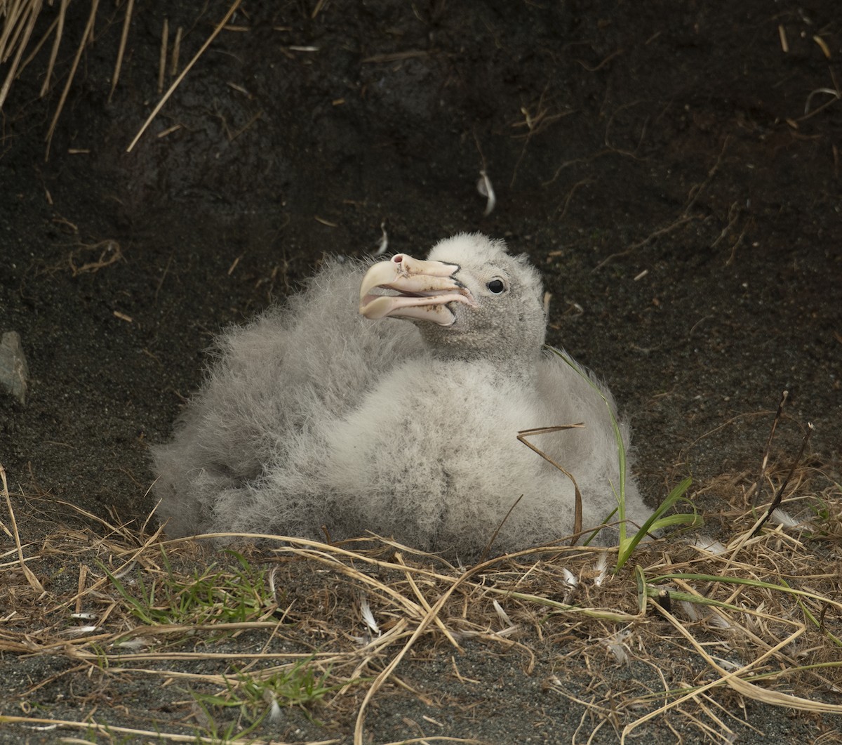 Southern/Northern Giant-Petrel - ML190963981