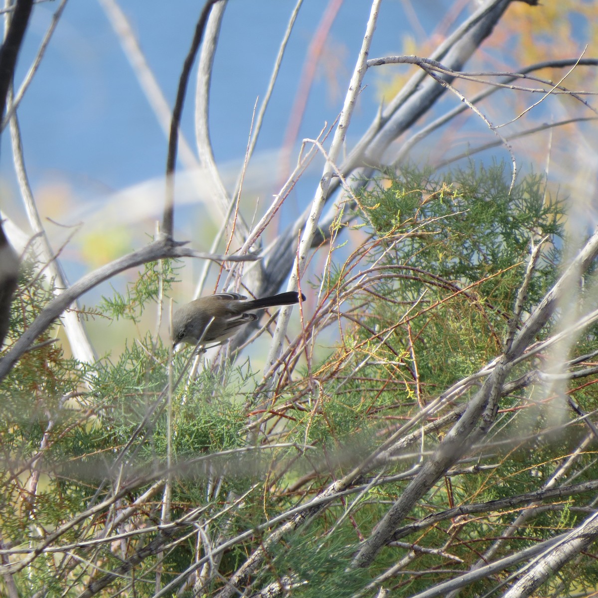 Black-tailed Gnatcatcher - ML190964021
